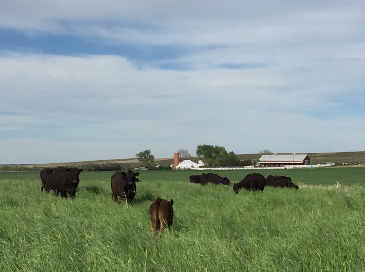 Our Approach - Flying B Bar Ranch: Colorado Grass Fed Beef