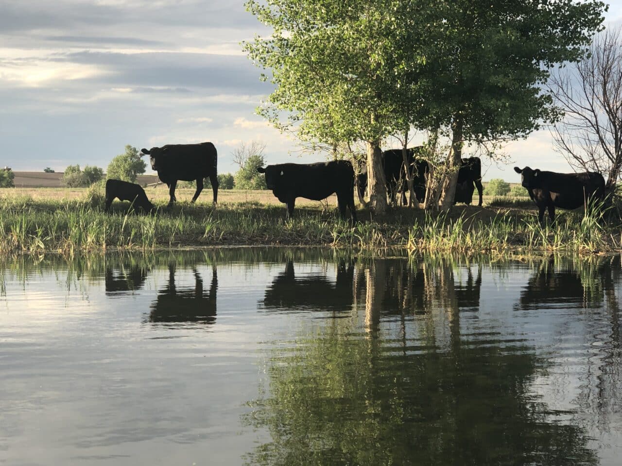 Our Approach - Flying B Bar Ranch: Colorado Grass Fed Beef